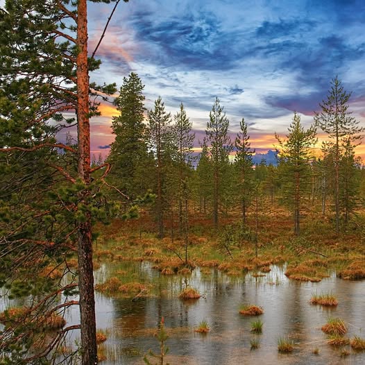 Tema: Jord för alla – torv, odling, mat