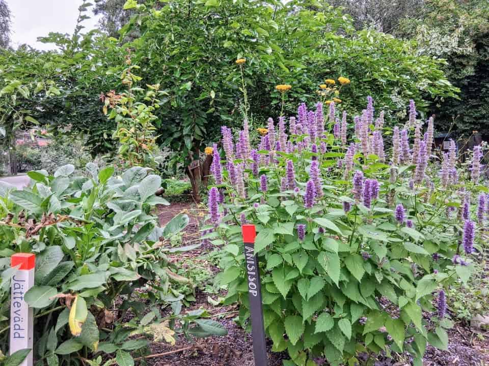 Öppen skogsträdgård – växtvandring och höns